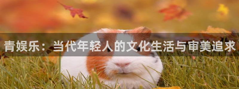 500网2026世界杯：青娱乐：当代年轻人的文化生活与审美追求