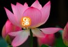 快手怎么点赞送花给别人（快手怎么点赞送花给别人看）