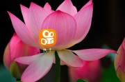 快手怎么点赞送花给别人（快手怎么点赞送花给别人看）
