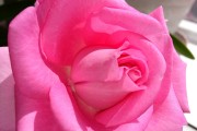 快手点赞变成花什么意思_快手点了赞