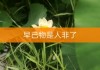 快手点赞特效是什么花的简单介绍