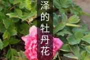 快手点赞怎么变成牡丹花_快手点赞怎么变成牡丹花了