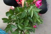 快手点赞变成花是什么意思（快手点赞跑上面去了）